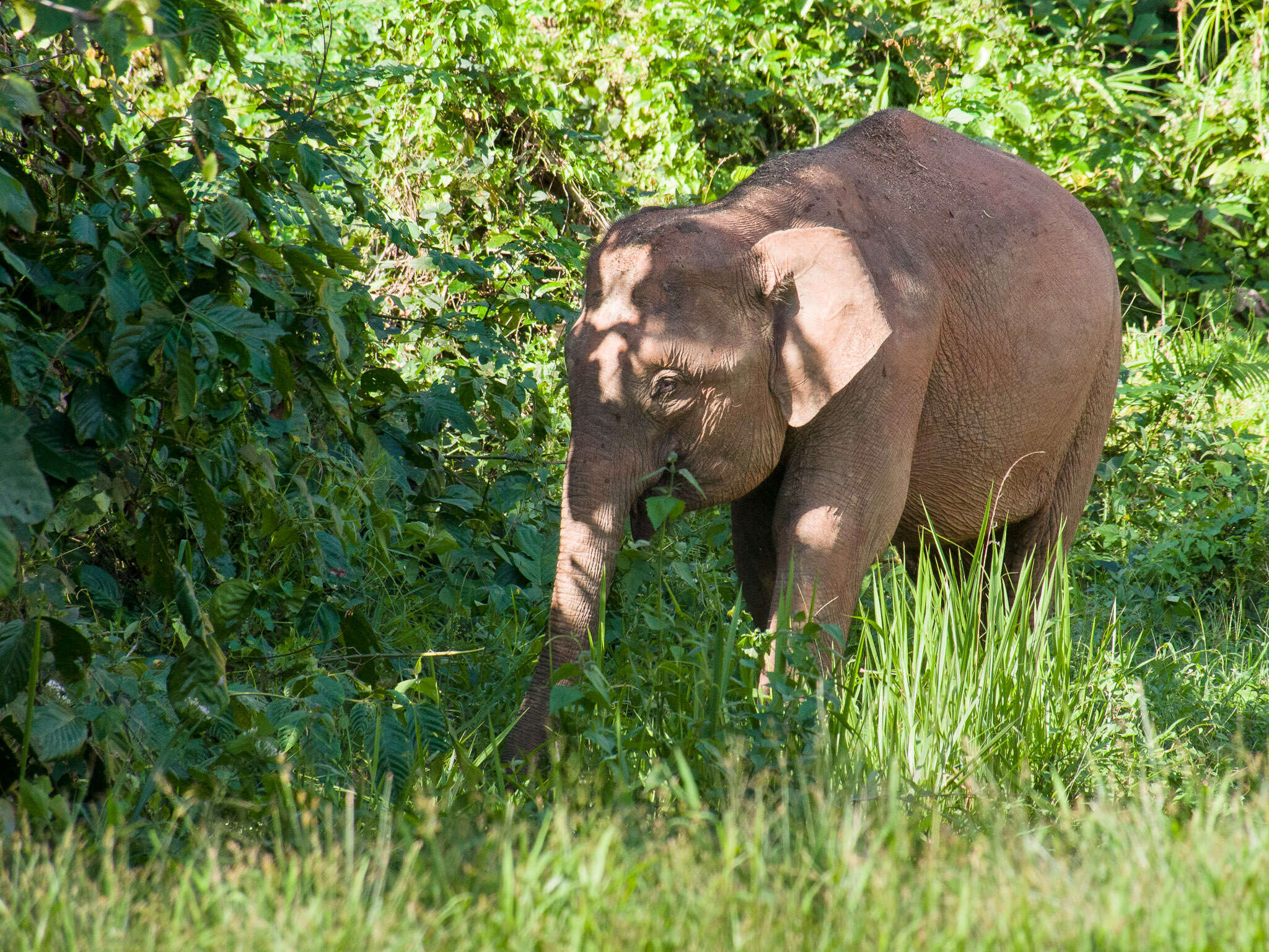 Image of Borneo elephant