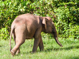 Image of Borneo elephant