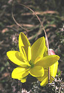 Plancia ëd Hesperantha falcata subsp. lutea (Baker) Goldblatt & J. C. Manning