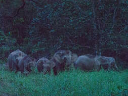 Image of Borneo elephant