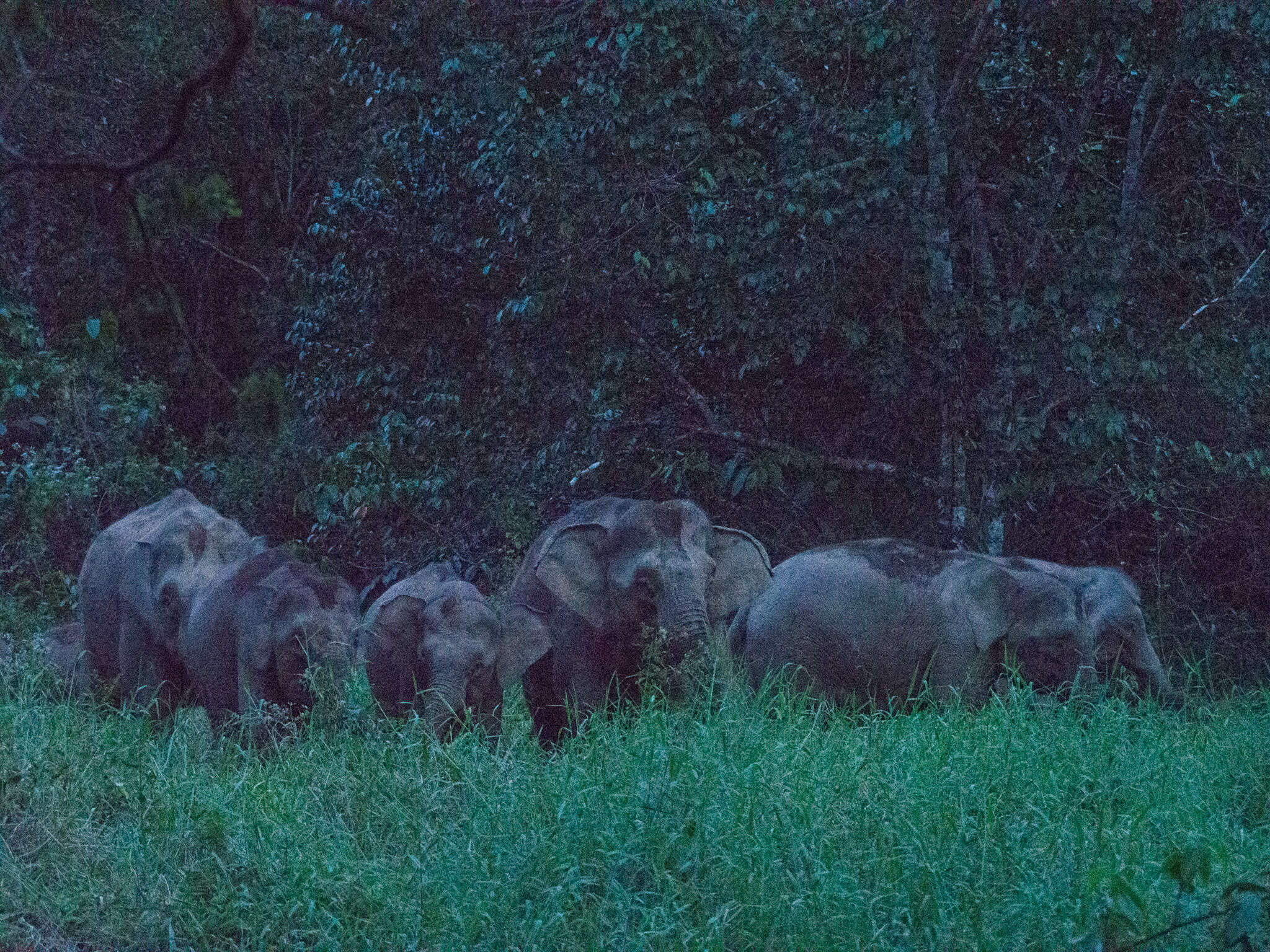 Plancia ëd Elephas maximus borneensis