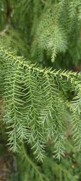 Image of Taiwan cedars