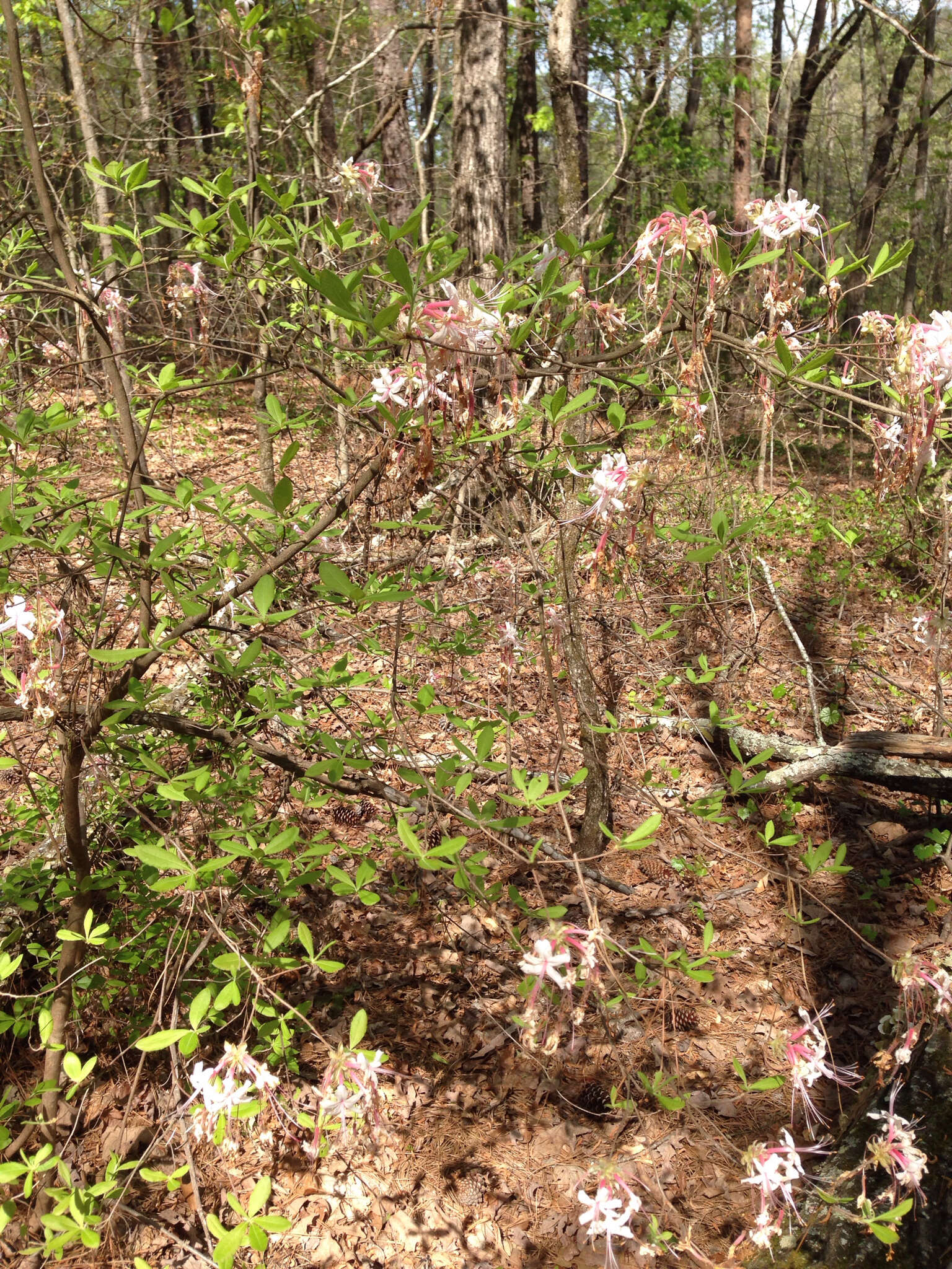 Image of mountain azalea