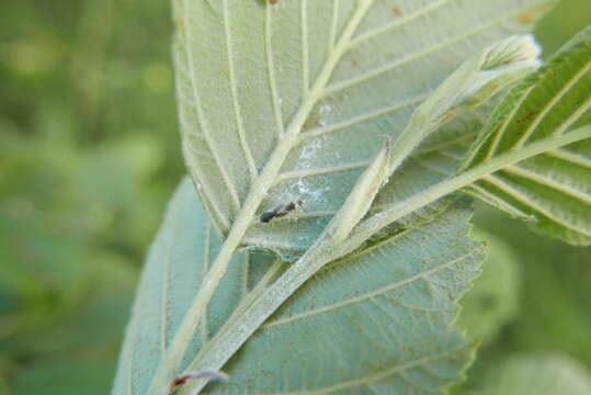 Phylus plagiatus (Herrich-Schaeffer 1835)的圖片