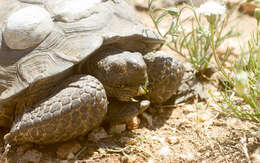 Image of desert tortoise