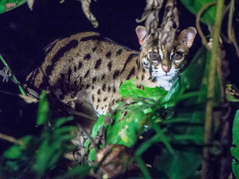 Image of Leopard Cat