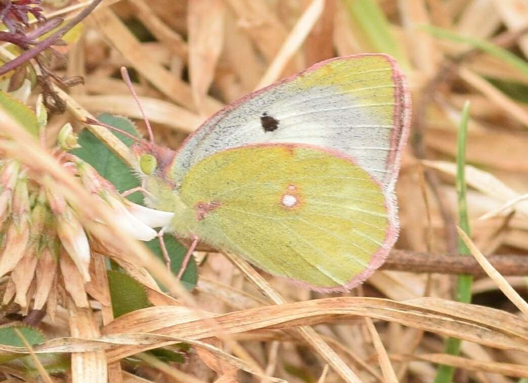 Image of <i>Colias nilagiriensis</i>