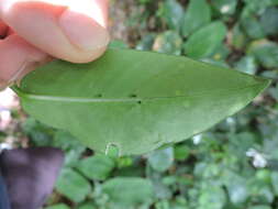 Image of Rudgea parquioides (Cham.) Müll. Arg.