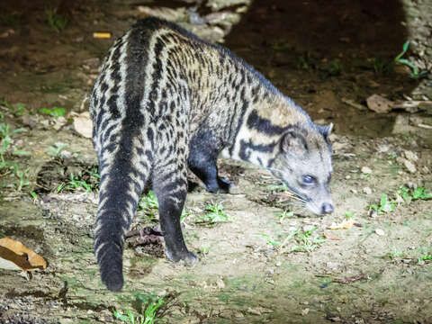 Image of Oriental Civet