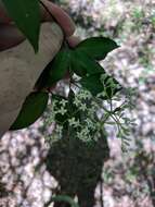 Image de Cornus foemina Mill.