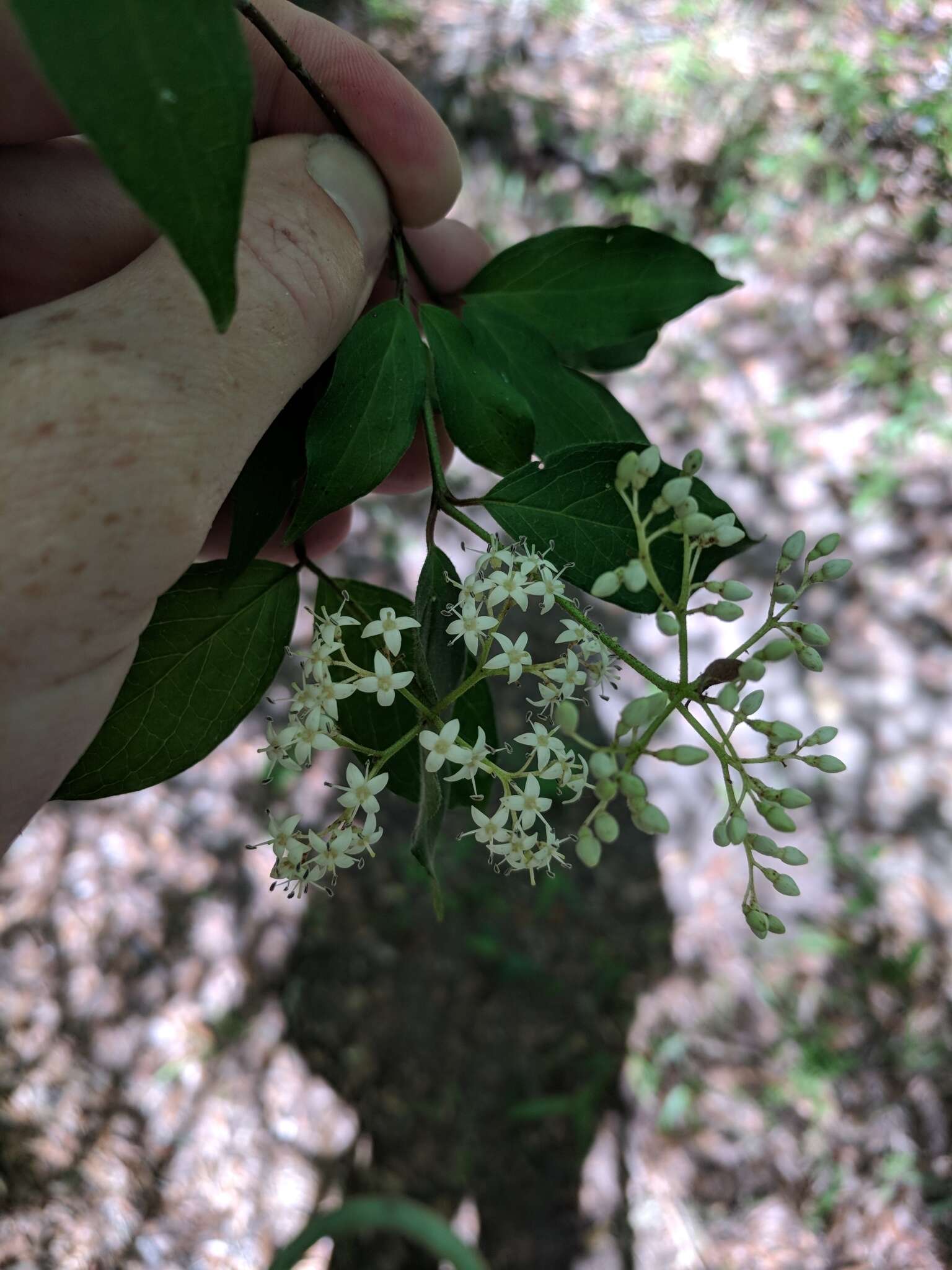 Image de Cornus foemina Mill.