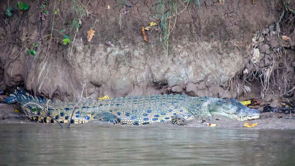 Image of Estuarine Crocodile