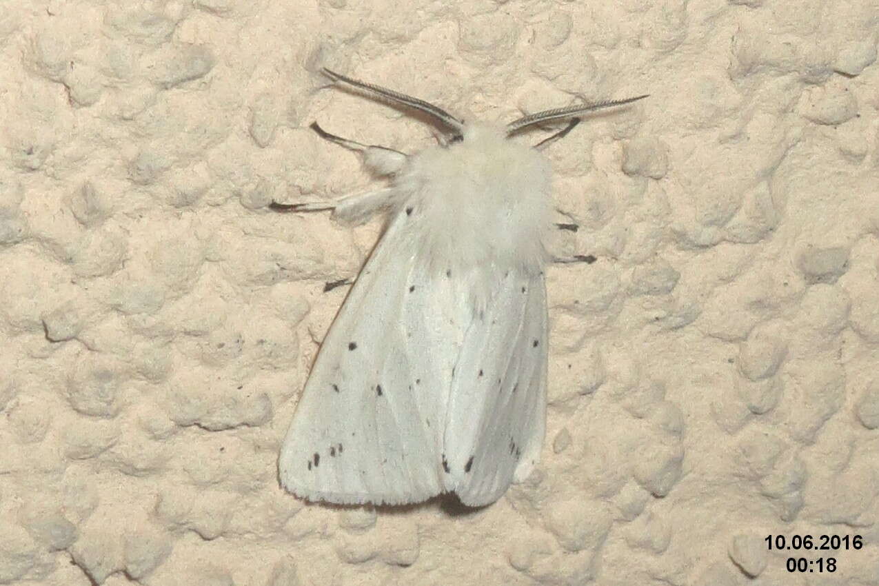 Image of white ermine