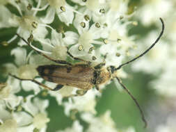 Image of Xestoleptura tibialis (Le Conte 1850)