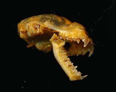 Hipposideros beatus K. Andersen 1906 resmi