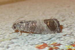 Image of codling moth