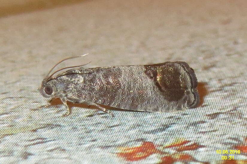 Image of codling moth