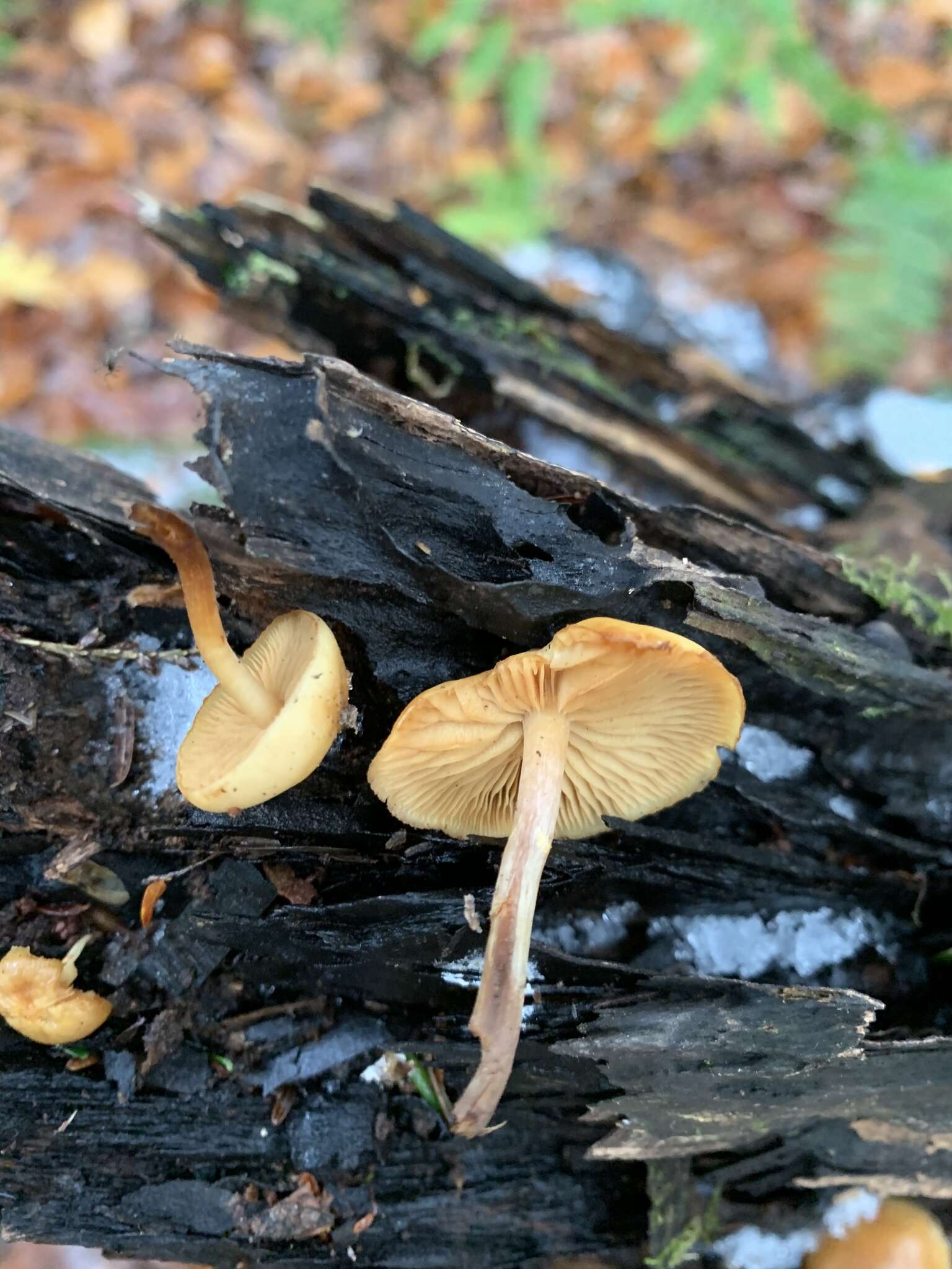 Imagem de Pholiota alnicola (Fr.) Singer 1951