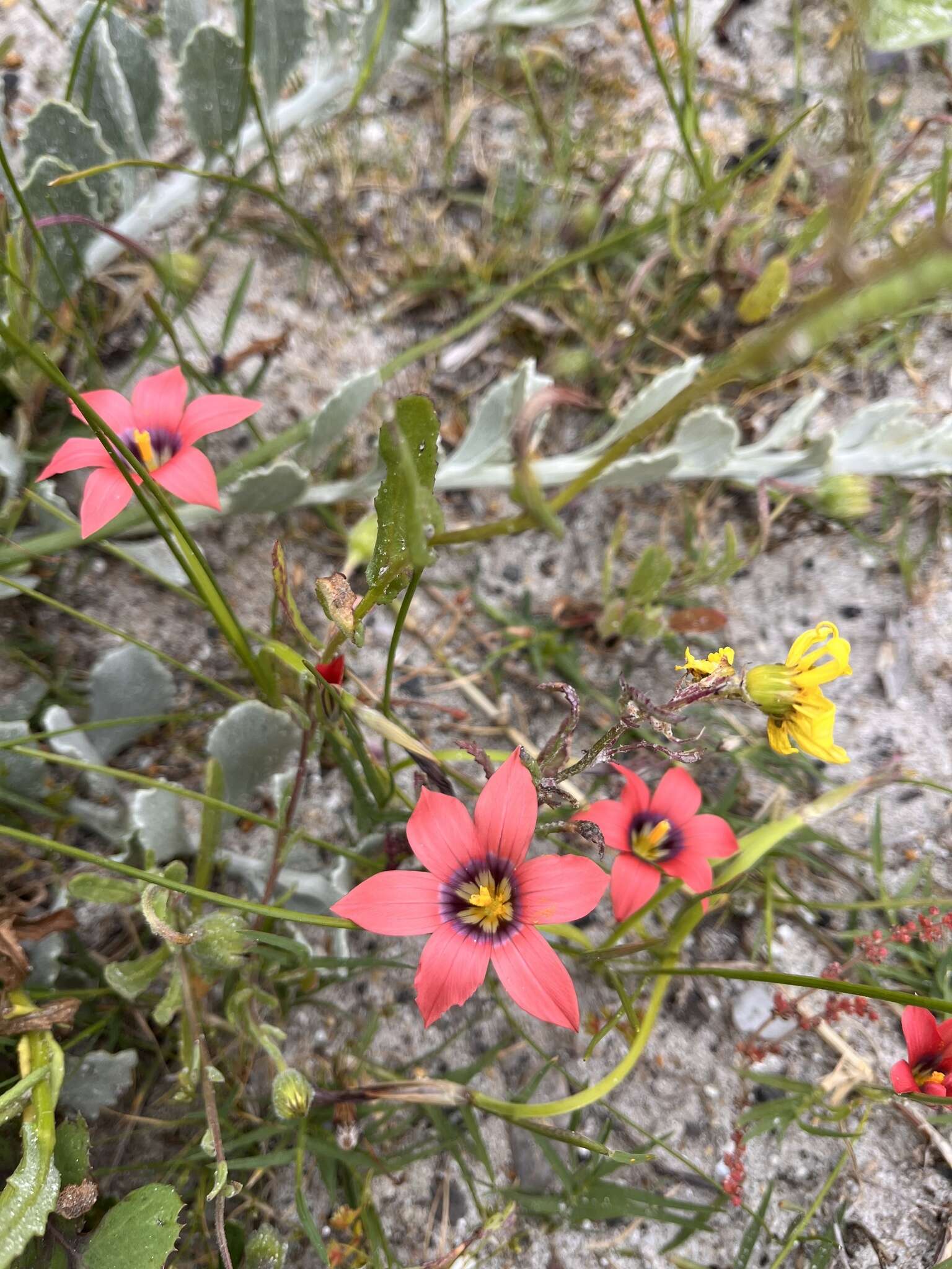 Image of Romulea obscura Klatt