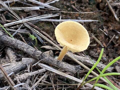 Imagem de Crepidotus subfulviceps (Murrill) Aime, Vila & P.-A. Moreau 2009