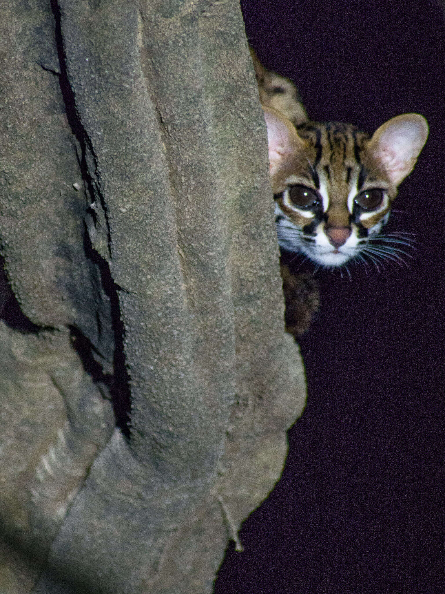 Image of Leopard Cat