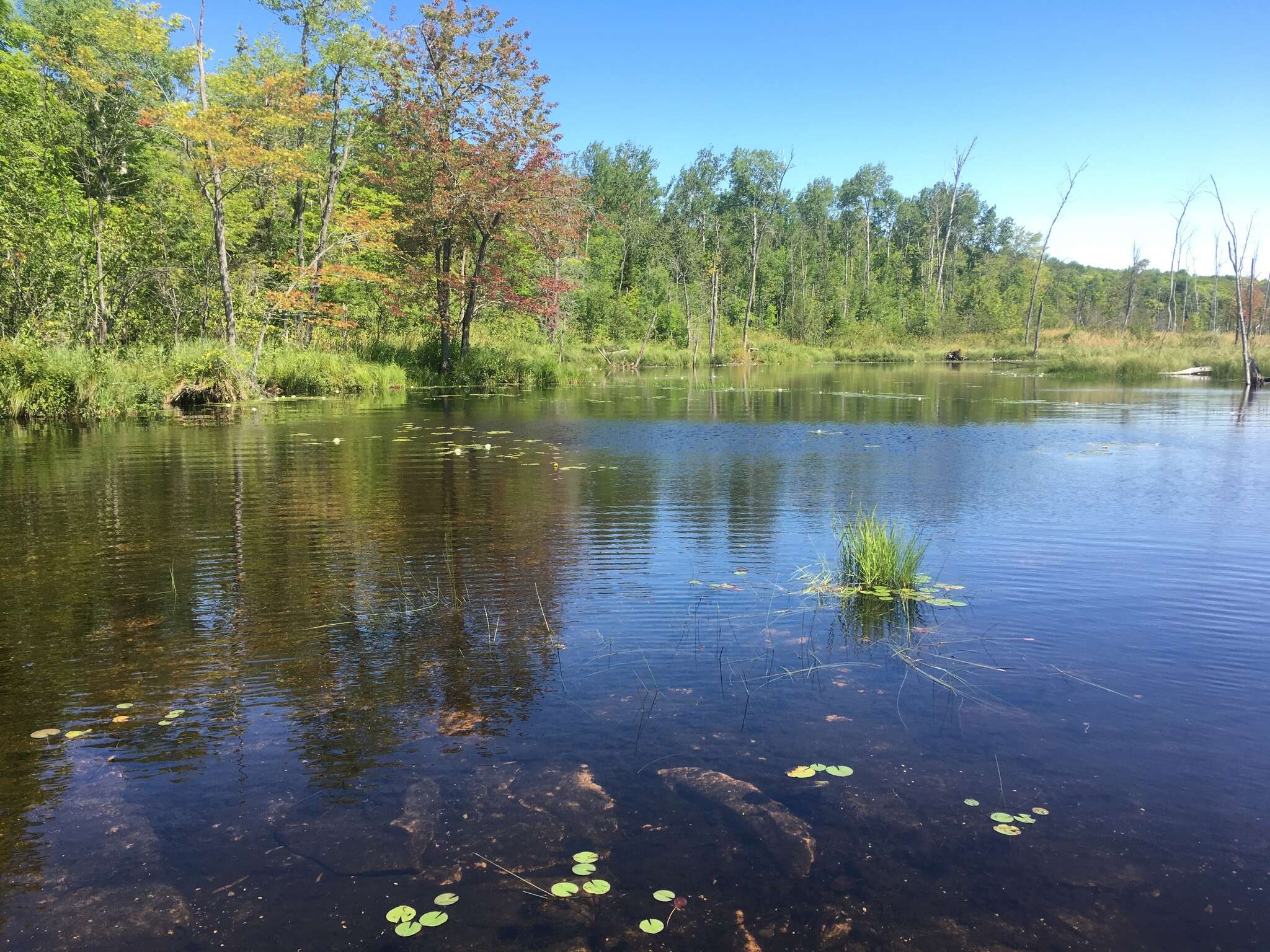 Image of Hill's pondweed