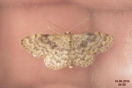 صورة Idaea inquinata Scopoli 1763