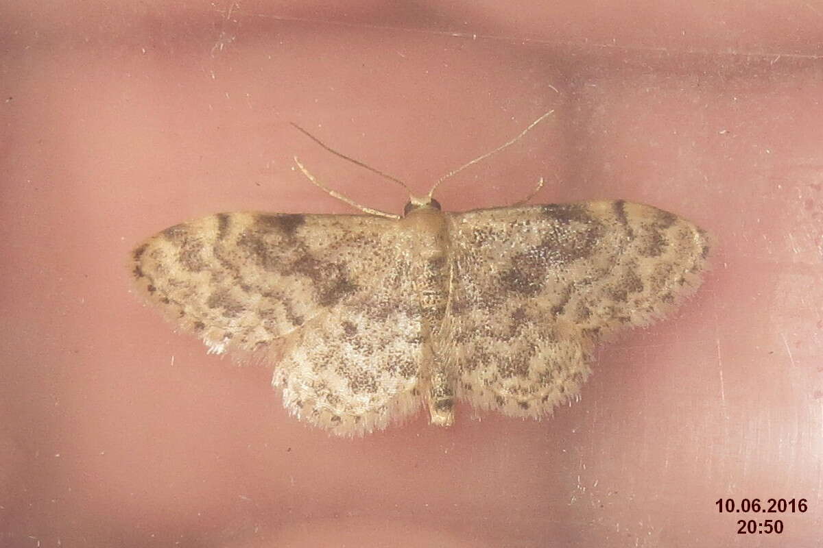 صورة Idaea inquinata Scopoli 1763