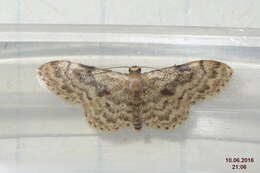 صورة Idaea inquinata Scopoli 1763