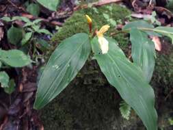 صورة Cautleya gracilis (Sm.) Dandy