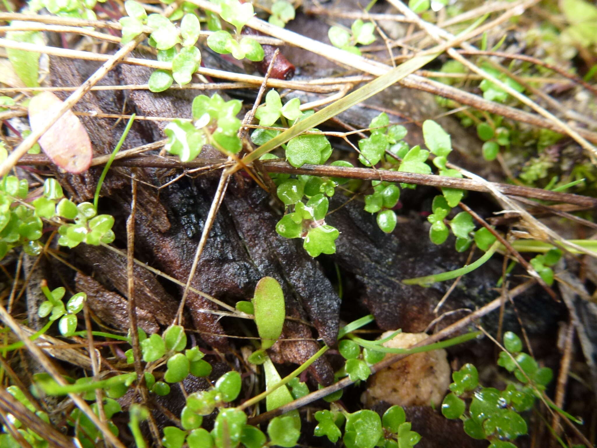 Image of Hydrocotyle callicarpa Bunge