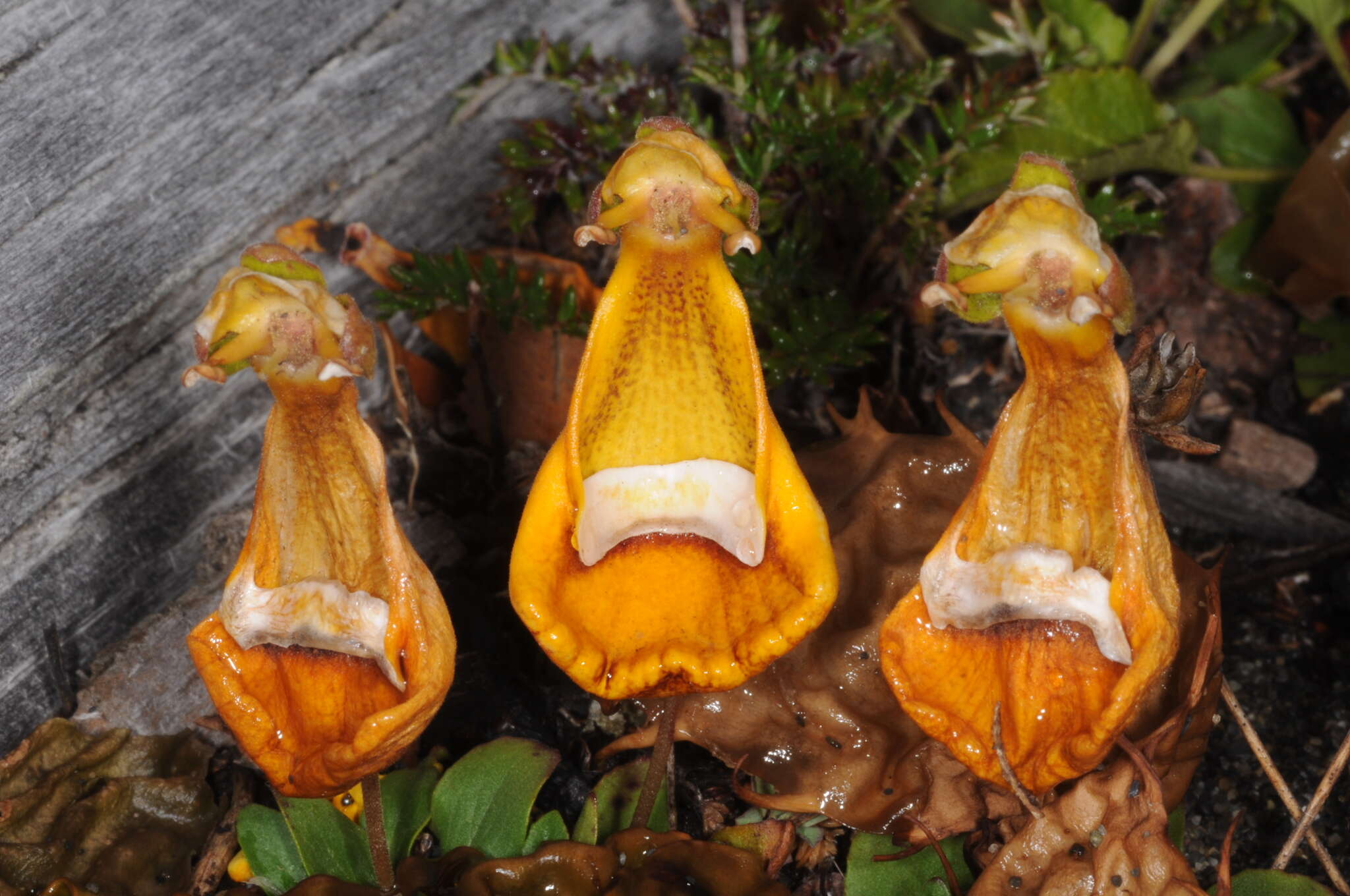 Image of Calceolaria uniflora Lam.