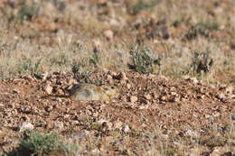 Image of Fat Sand Rat