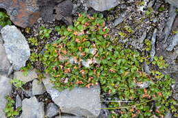 Sivun Salix rotundifolia Trautv. kuva