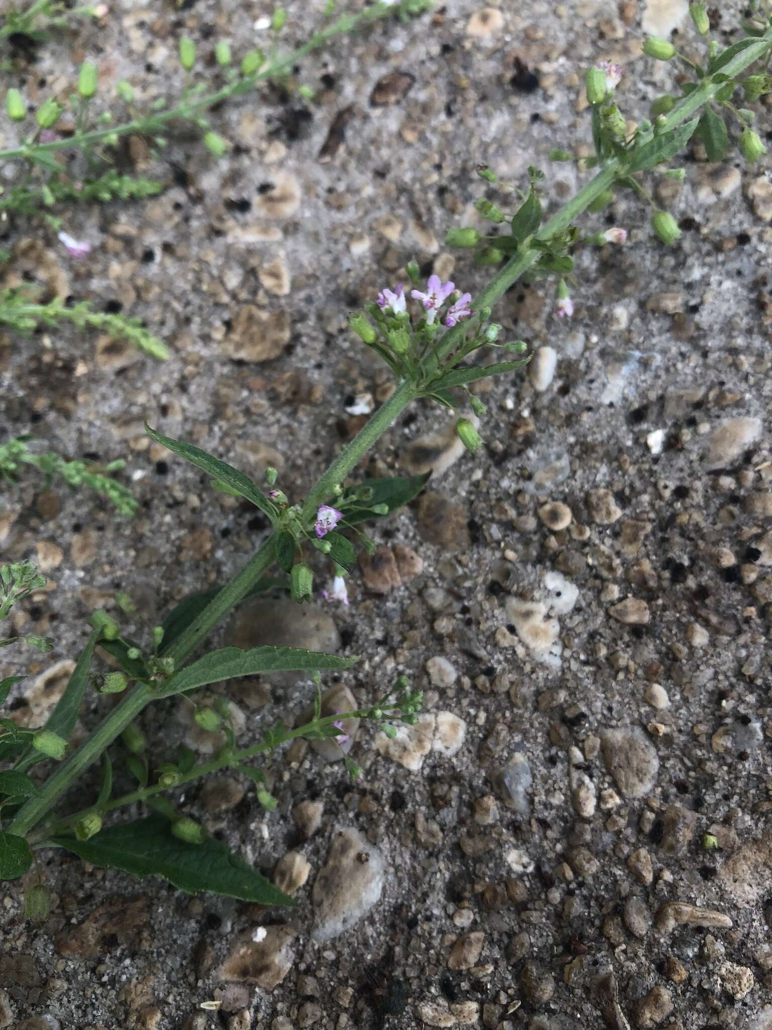 Plancia ëd Condea floribunda (Briq.) Harley & J. F. B. Pastore