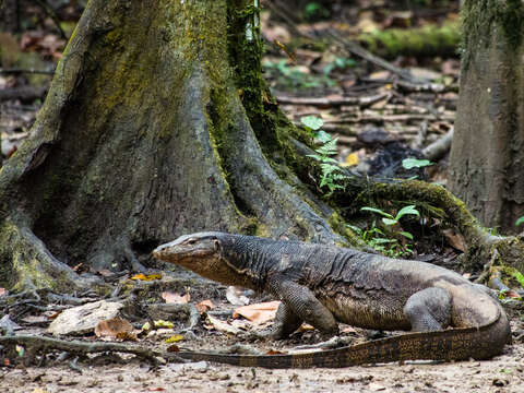 Image of Common Water Monitor