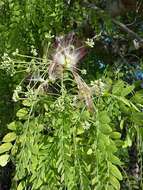 Image de Albizia tulearensis R. Vig.