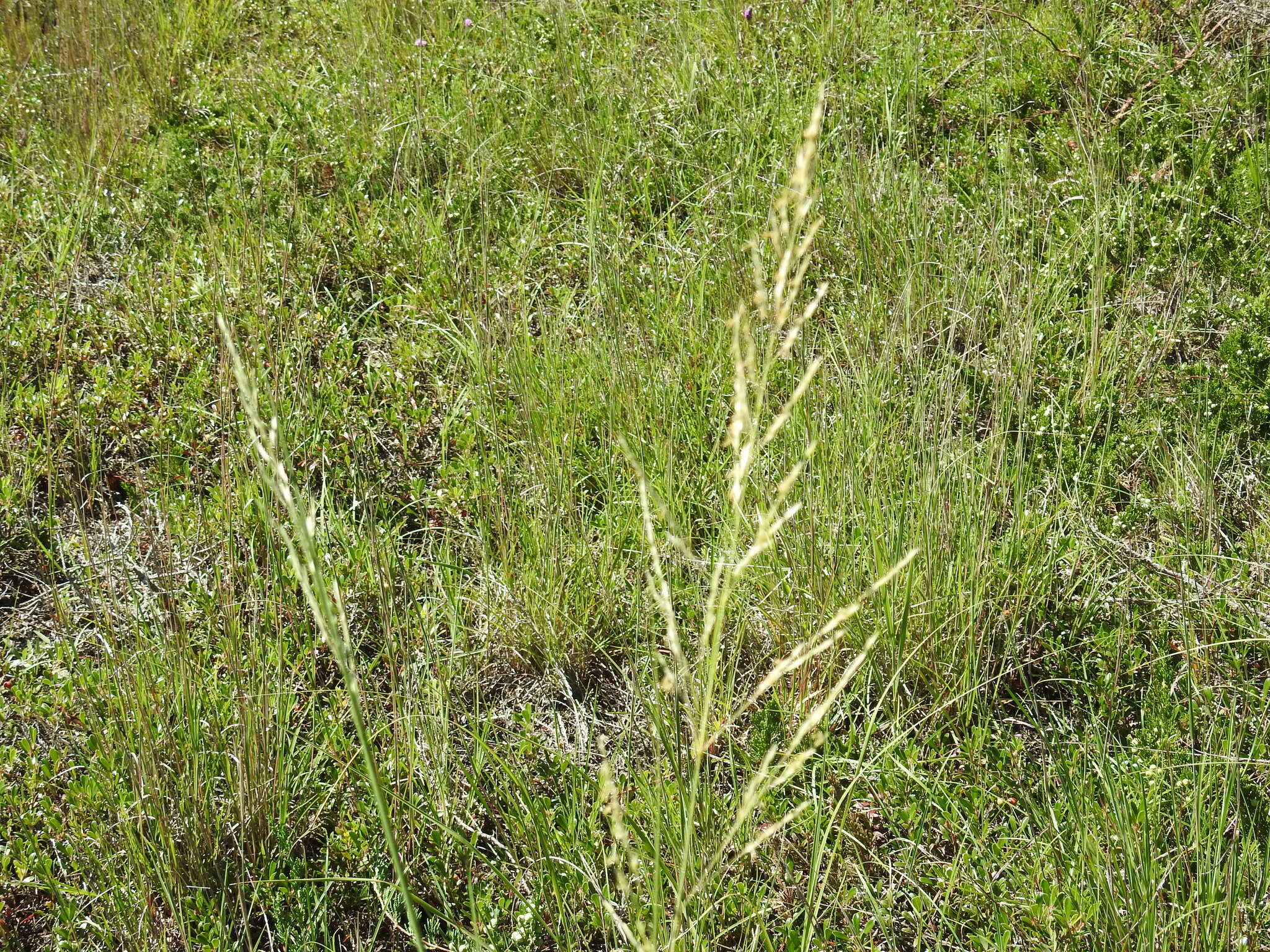 Слика од Sporobolus rigidus (Buckley) P. M. Peterson