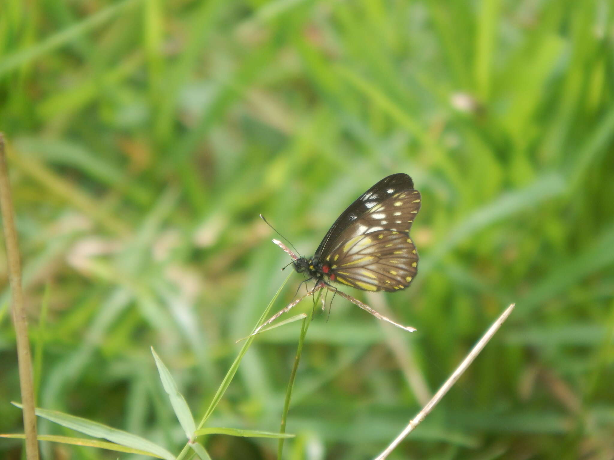 Image of Catasticta prioneris (Hopffer 1874)