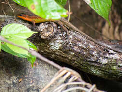 Image of Nicobar Island Skink