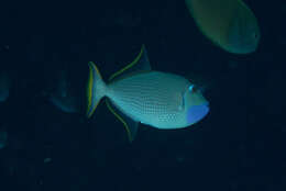 Image of Gilded triggerfish