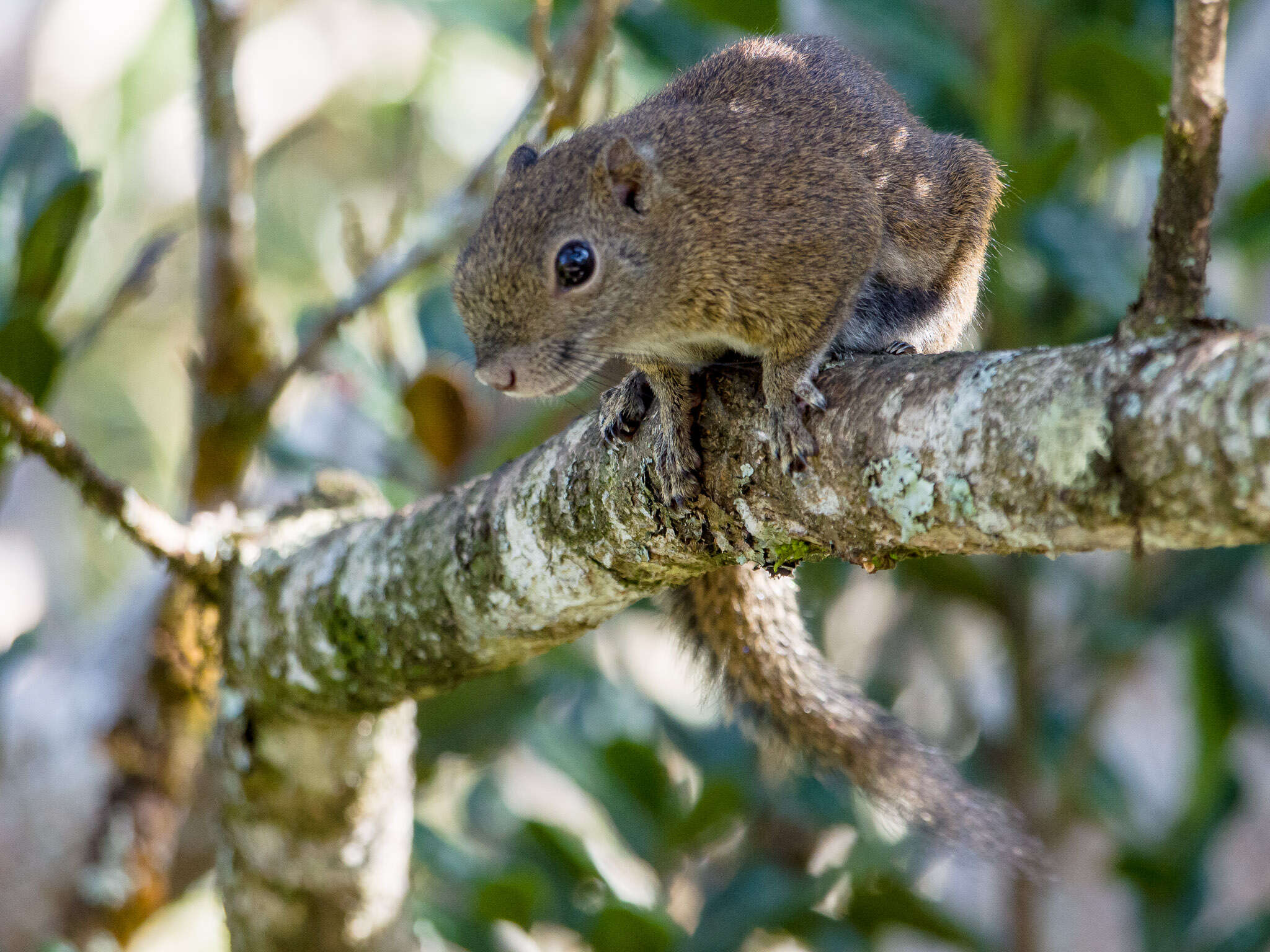 Image of Callosciurus Gray 1867