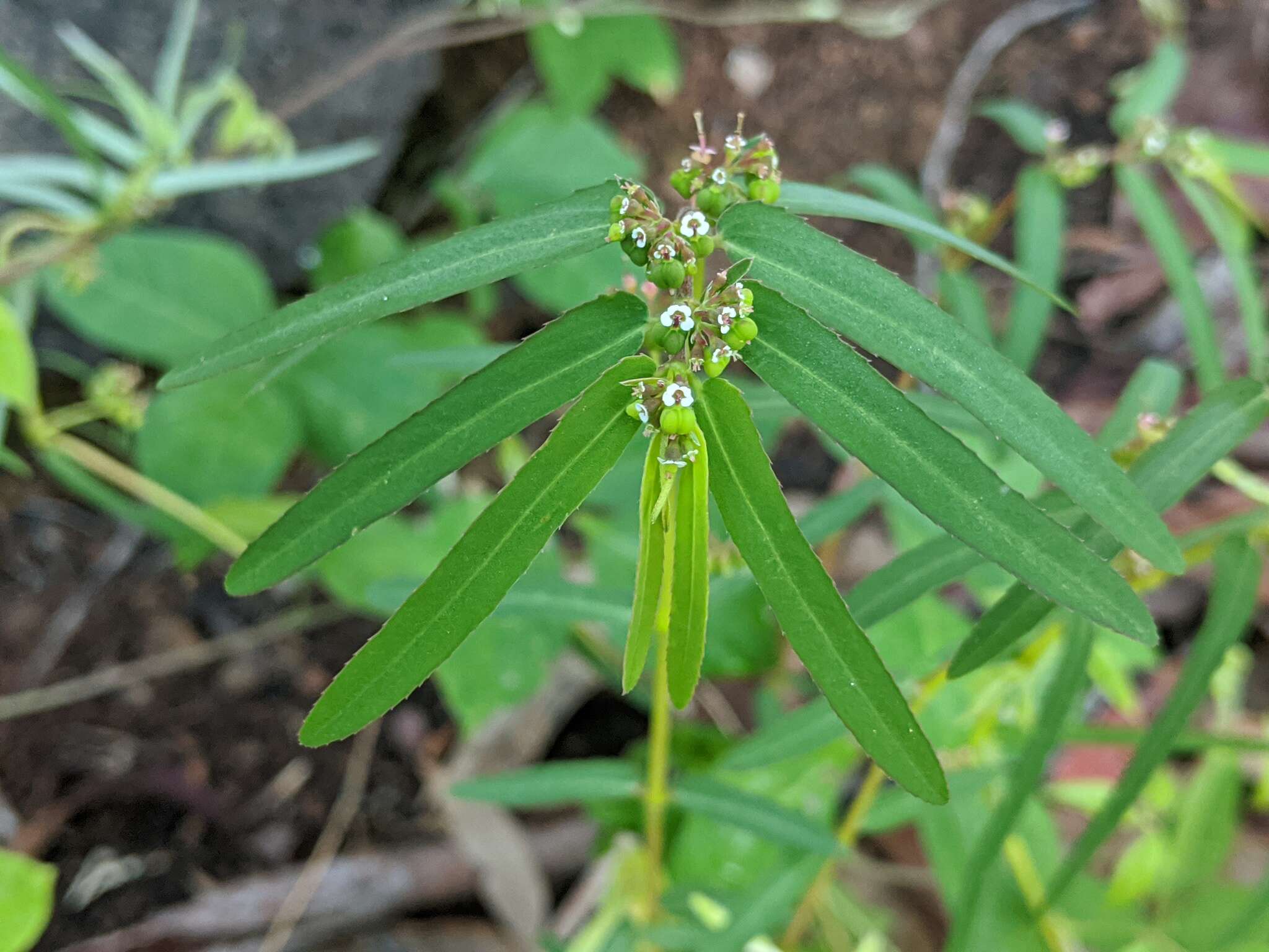 Imagem de Euphorbia bifida Hook. & Arn.