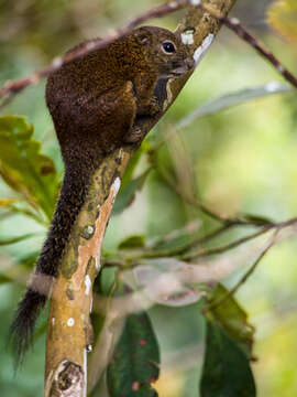 Image of Callosciurus Gray 1867