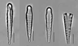 Слика од <i>Meridion constrictum</i>