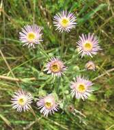 Plancia ëd Erigeron acris subsp. podolicus (Bess.) Nym.