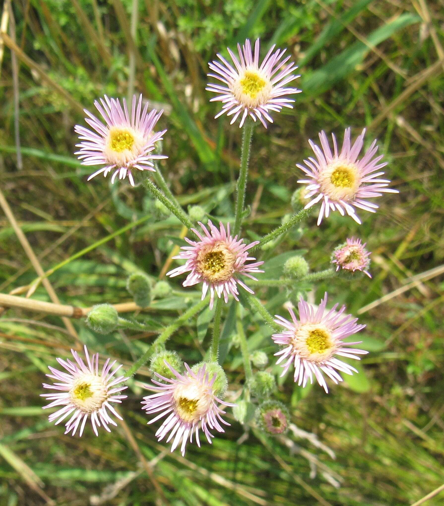 Plancia ëd Erigeron acris subsp. podolicus (Bess.) Nym.