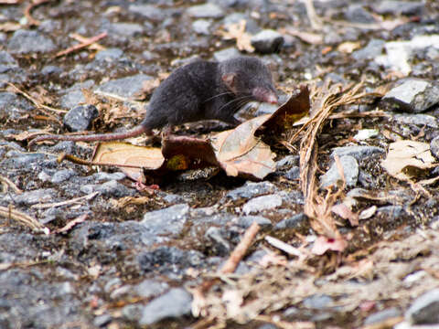 Image of Sunda Shrew