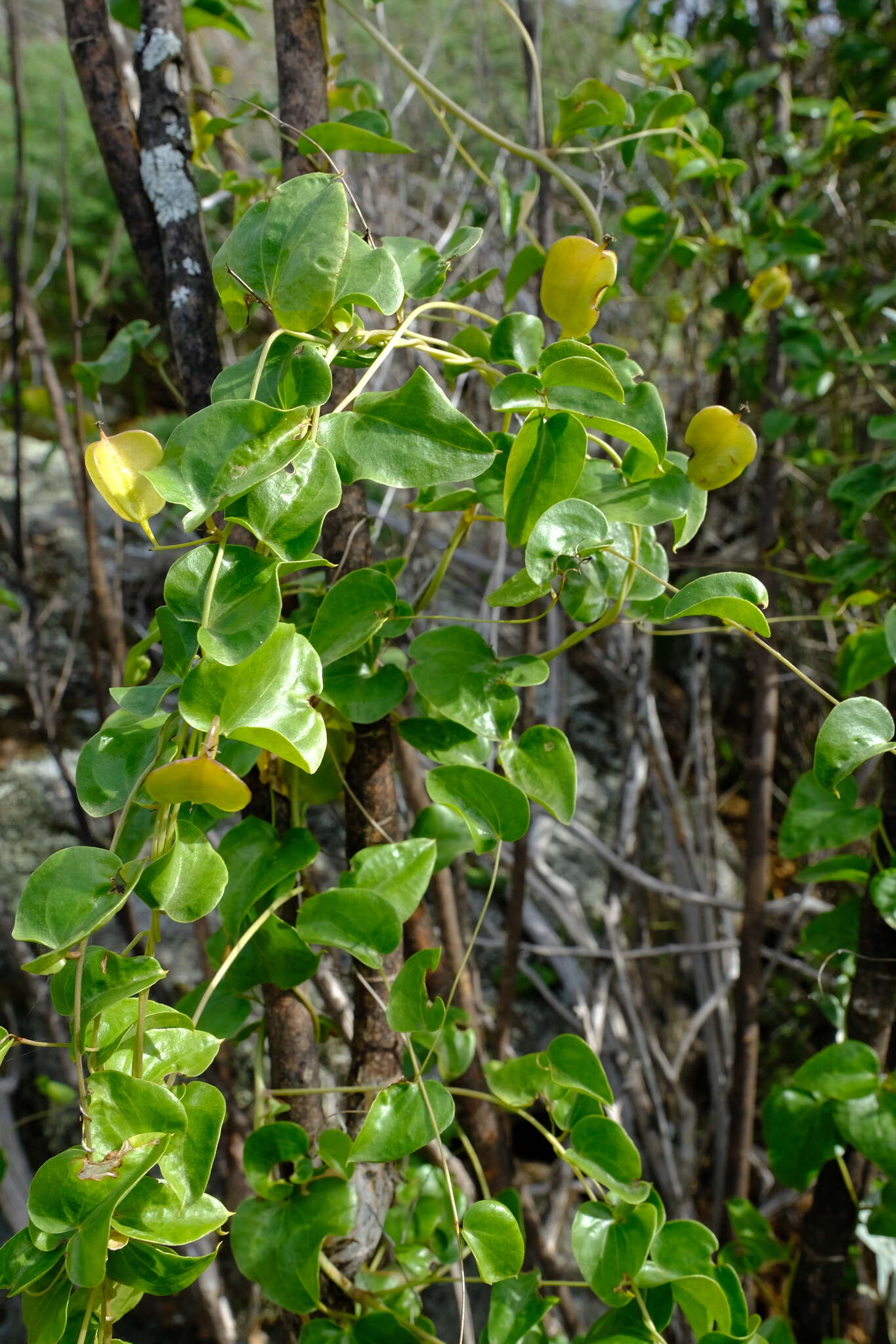 Слика од Dioscorea elephantipes (L'Hér.) Engl.