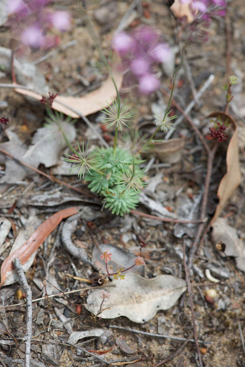 Stylidium brunonianum subsp. brunonianum resmi